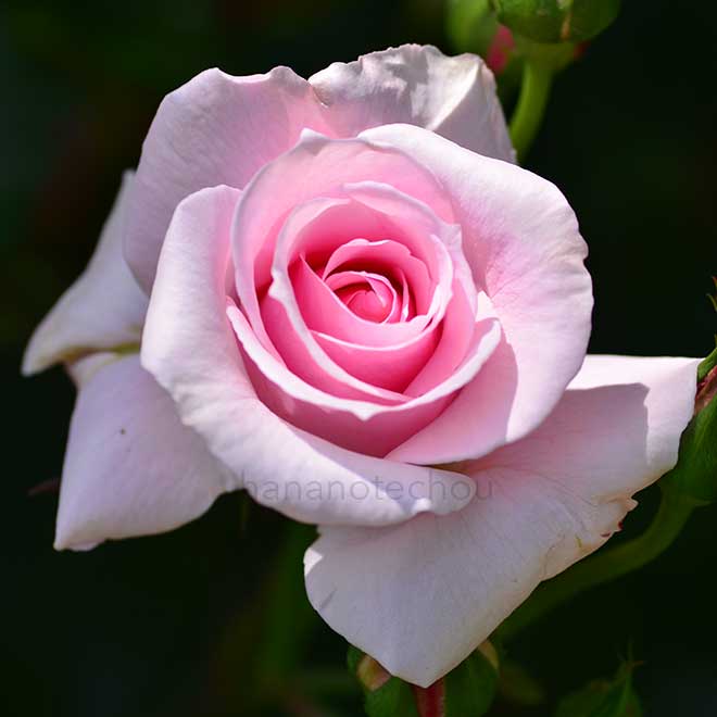 バラ ミセス ヘンリー モース｜花の手帖の薔薇図鑑