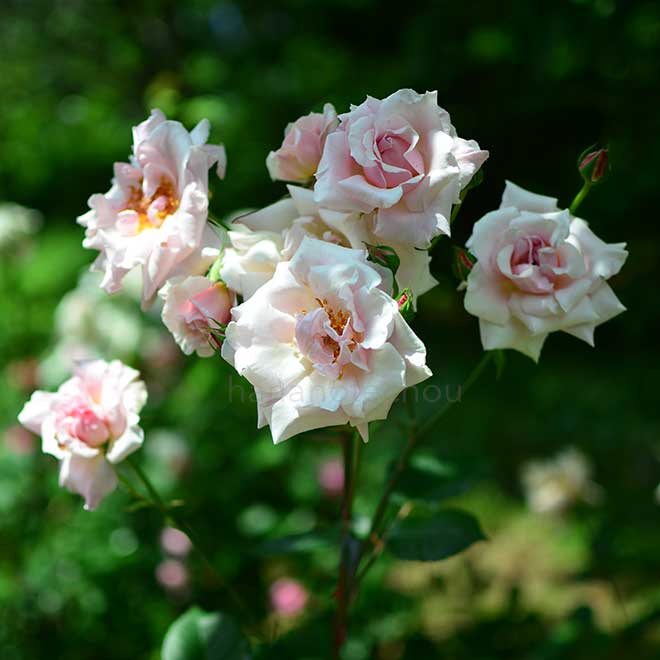 バラ ミセス ヘンリー モース｜花の手帖の薔薇図鑑