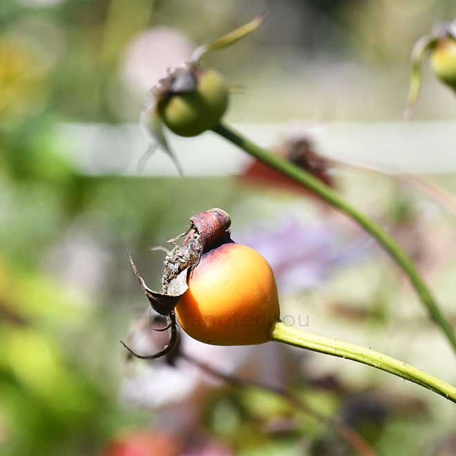 バラ ミセス ヘンリー　モースの実｜花の手帖の薔薇図鑑