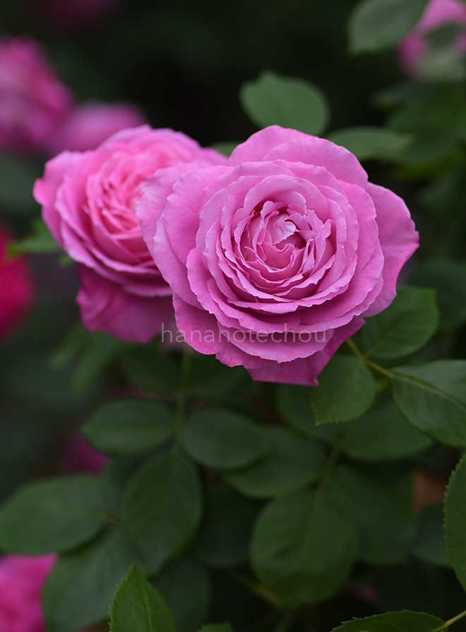 バラ ミセス ジョン レイン｜花の手帖の薔薇図鑑