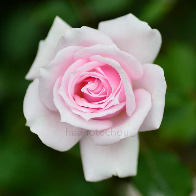 バラ ミセス トシコ｜花の手帖の薔薇図鑑