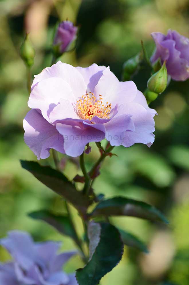 バラ 紫の園｜花の手帖の薔薇図鑑