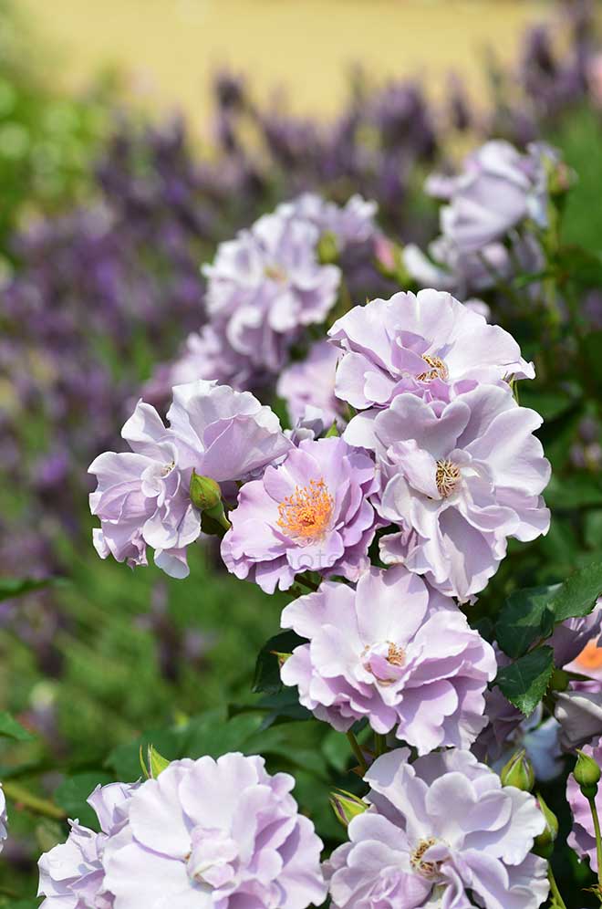 バラ 紫の園｜花の手帖の薔薇図鑑