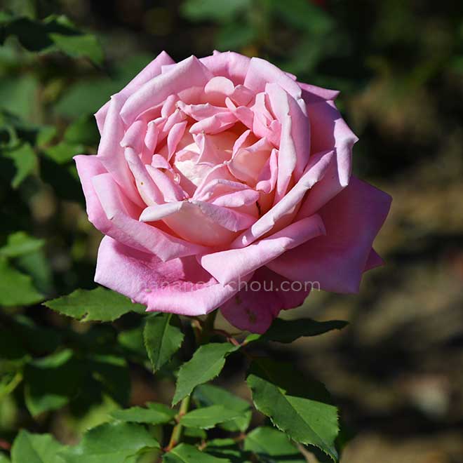 バラ マイ チョイス｜花の手帖の薔薇図鑑