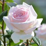 バラ マイガーデン｜花の手帖の薔薇図鑑