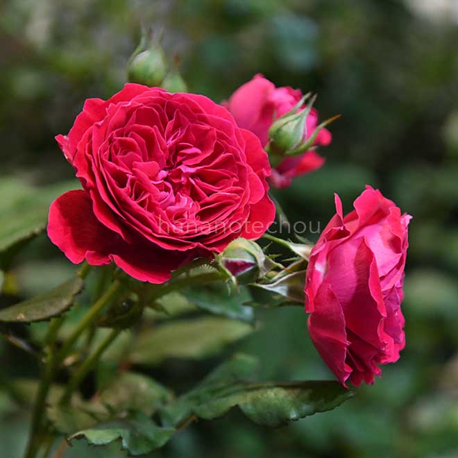 バラ マイ ローズ｜花の手帖の薔薇図鑑