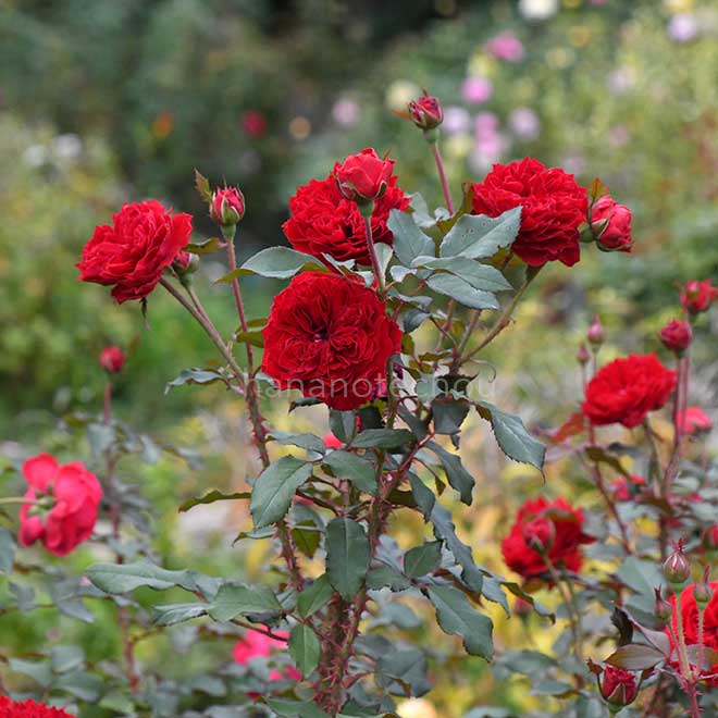 バラ マイ ローズ｜花の手帖の薔薇図鑑