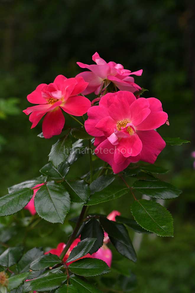 バラ マイスターズ｜花の手帖の薔薇図鑑