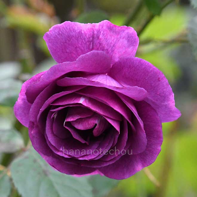 バラ ミステリューズ
｜花の手帖の薔薇図鑑