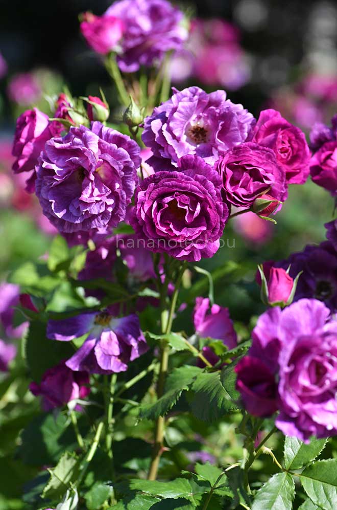 バラ ミステリューズ
｜花の手帖の薔薇図鑑