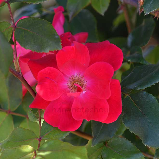 バラ つる ノックアウト｜花の手帖の薔薇図鑑