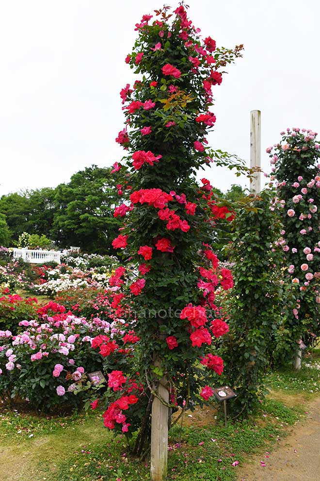 バラ つる ノックアウト｜花の手帖の薔薇図鑑
