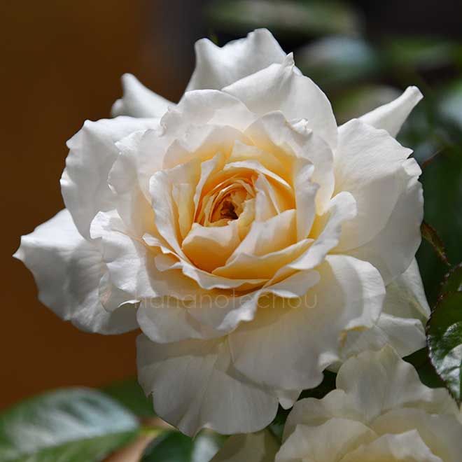 バラ ナディーヌエクセラリッシ｜花の手帖の薔薇図鑑