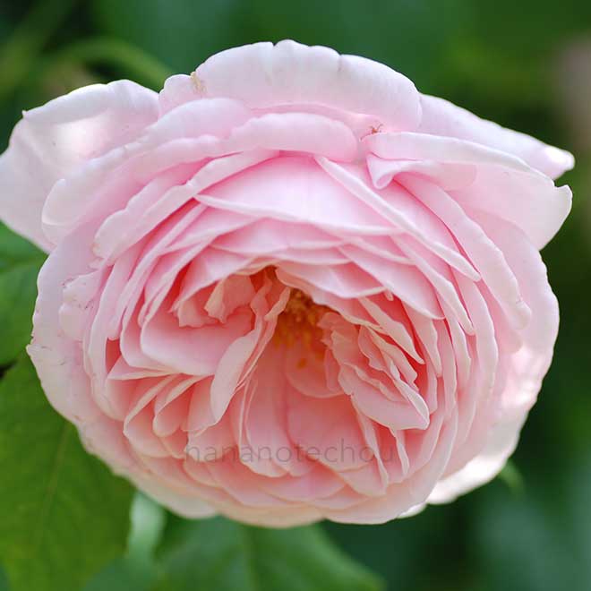 バラ ナエマ｜花の手帖の薔薇図鑑