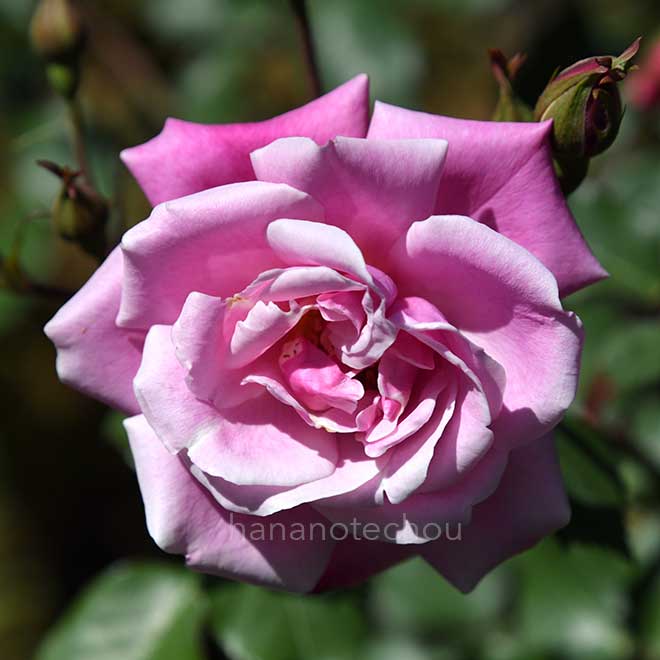 バラ ナポレオン｜花の手帖の薔薇図鑑