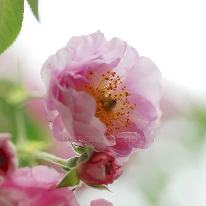 バラ ナタル ブライヤー｜花の手帖の薔薇図鑑