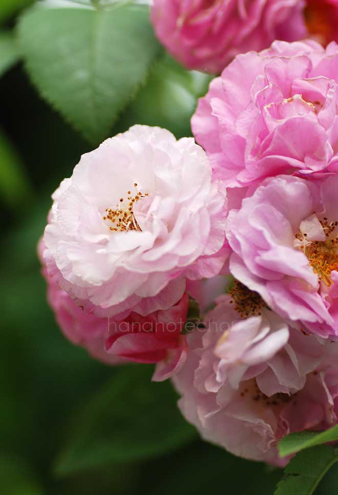 バラ ナタル ブライヤー｜花の手帖の薔薇図鑑
