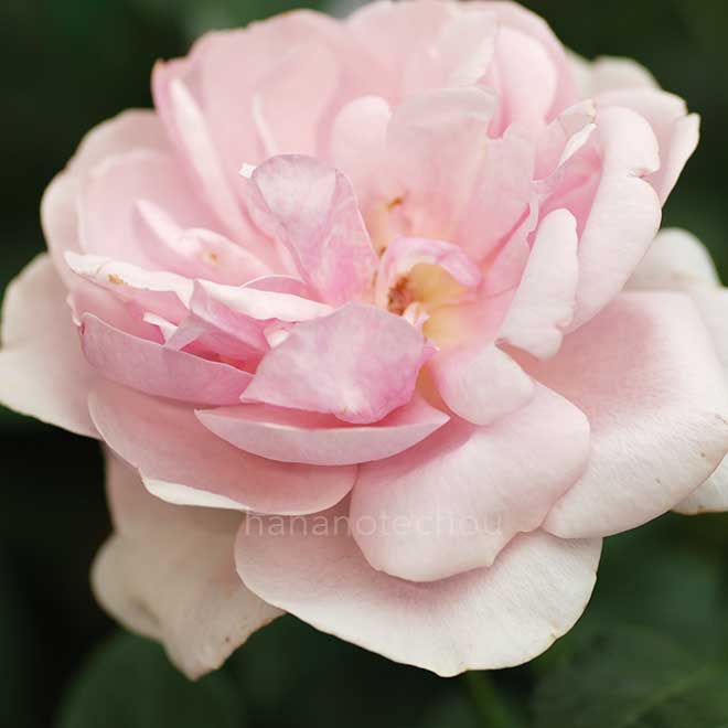 バラ ナターシャ リチャードソン｜花の手帖の薔薇図鑑