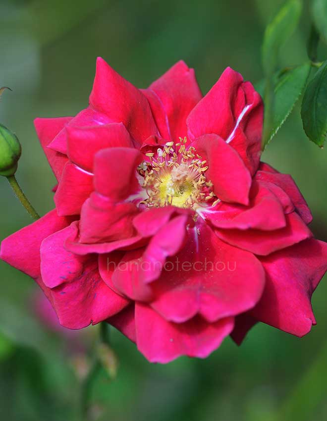 バラ ナショナル フラワー ギルド|花の手帖の薔薇図鑑