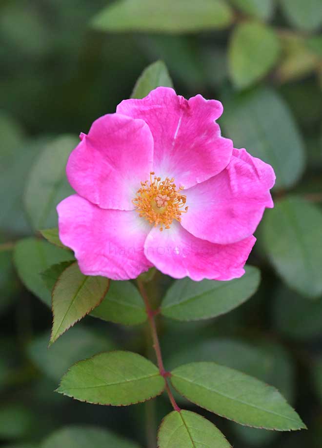 バラ ニアリー ワイルド｜花の手帖の薔薇図鑑