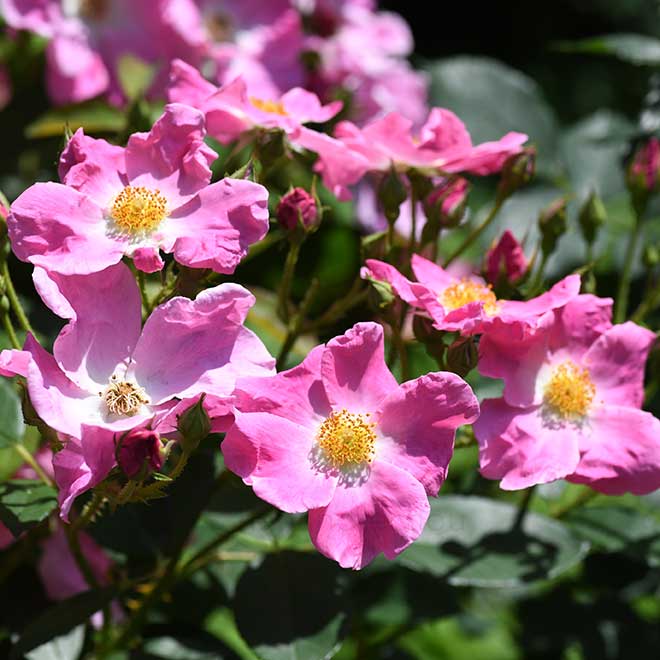 バラ ニアリー ワイルド｜花の手帖の薔薇図鑑