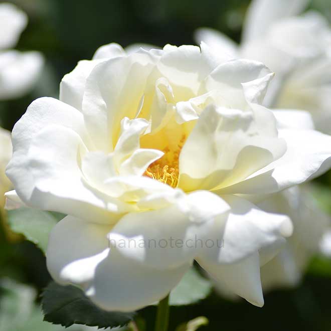バラ ネイジュ パルファム｜花の手帖の薔薇図鑑