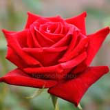 バラ ｜花の手帖の薔薇図鑑