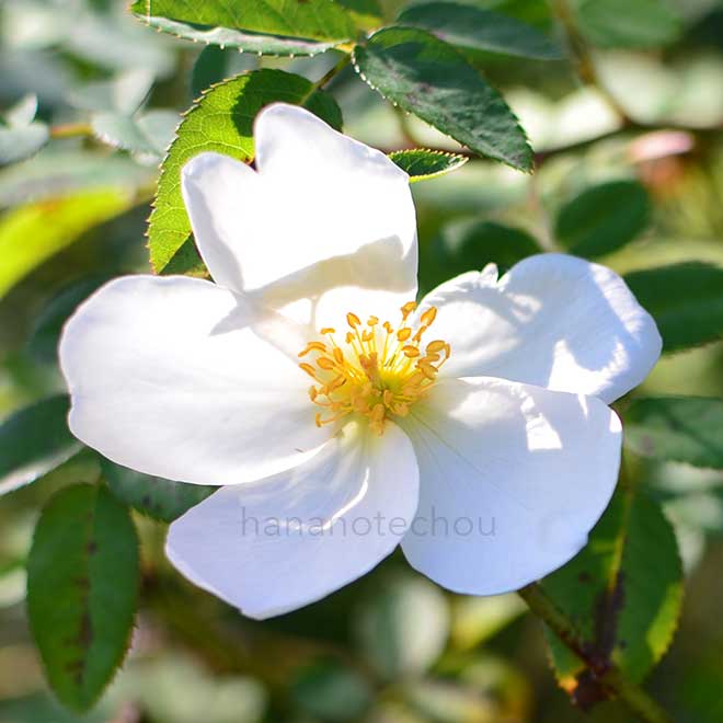 バラ ネヴァダ｜花の手帖の薔薇図鑑