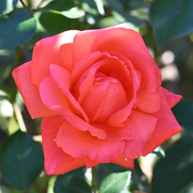 バラ ニューアベマリア｜花の手帖の薔薇図鑑