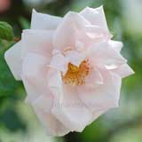 バラ ｜花の手帖の薔薇図鑑