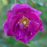 バラ ニュース|花の手帖の薔薇図鑑