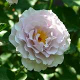 バラ ニューウェーブ｜花の手帖の薔薇図鑑