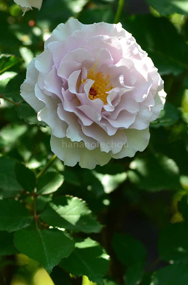 バラ ニュー ウェーブ｜花の手帖の薔薇図鑑