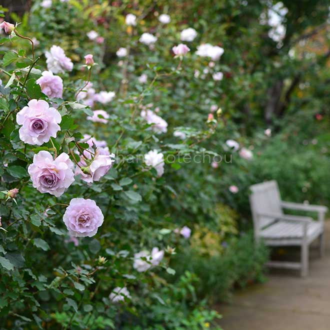 バラ ニュー ウェーブ｜花の手帖の薔薇図鑑