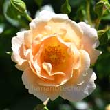 バラ ナイスンイージー｜花の手帖の薔薇図鑑