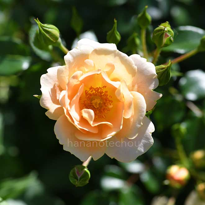 バラ ナイスンイージー｜花の手帖の薔薇図鑑