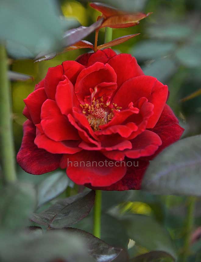 バラ ナイト｜花の手帖の薔薇図鑑