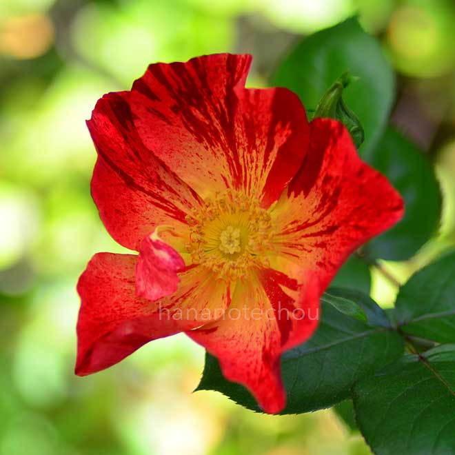 バラ ナイトスカイ｜花の手帖の薔薇図鑑