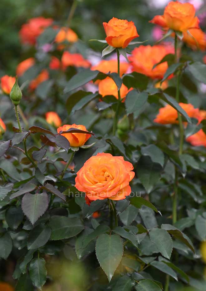 バラ 錦｜花の手帖の薔薇図鑑