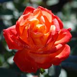 バラ 錦絵｜花の手帖の薔薇図鑑