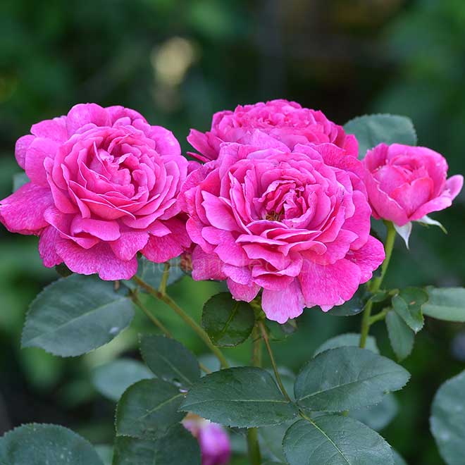 バラ ｜花の手帖の薔薇図鑑