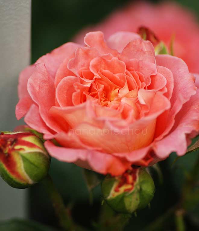バラ ノートル ダム デュ ロゼール｜花の手帖の薔薇図鑑