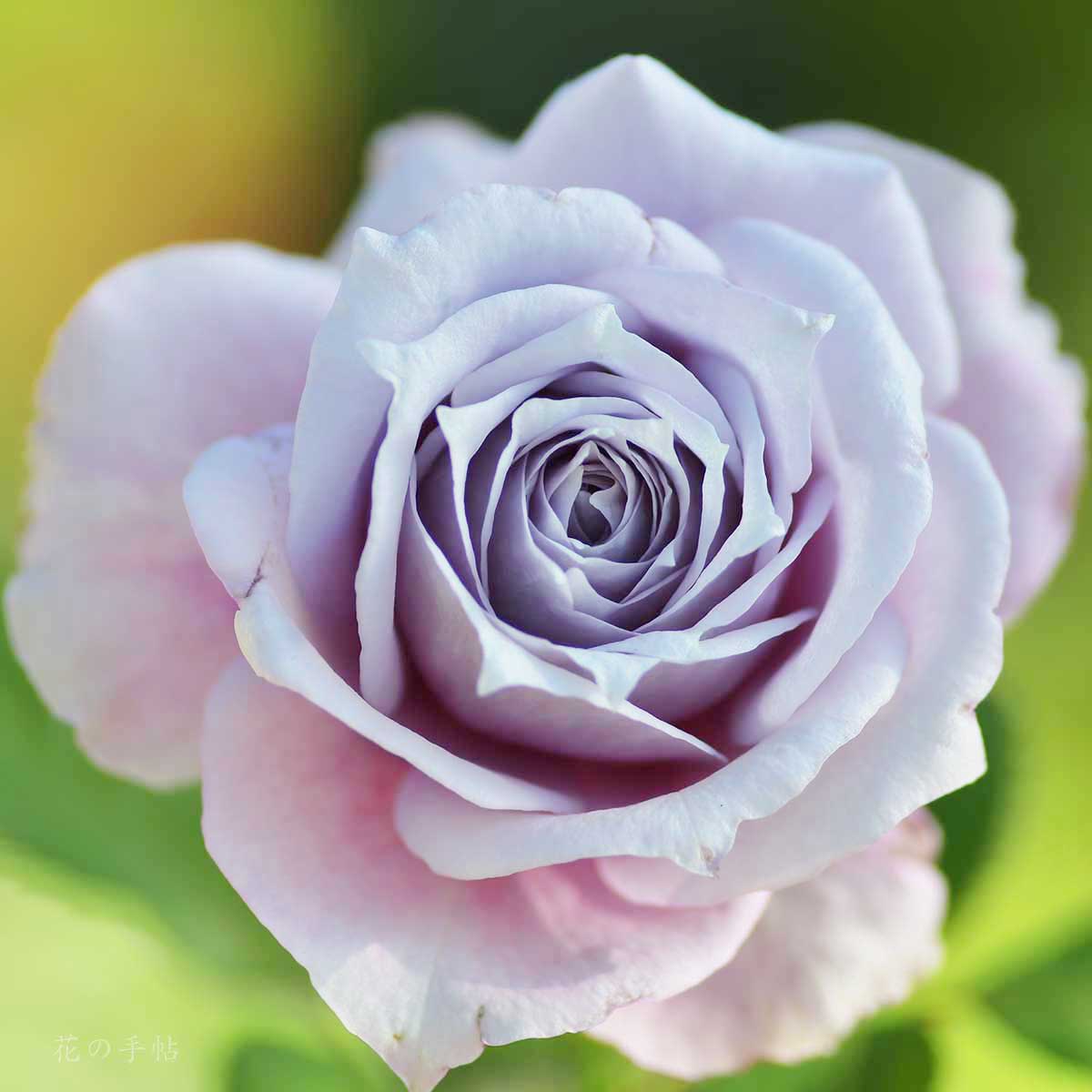 バラ ノヴァーリス｜花の手帖の薔薇図鑑