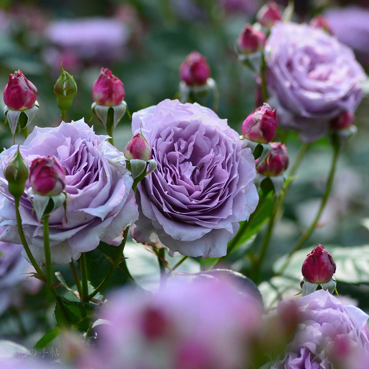 バラ ノヴァーリス｜花の手帖の薔薇図鑑