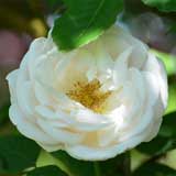 バラ ノヴァ ゼンブラ｜花の手帖の薔薇図鑑