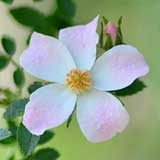 バラ のぞみ｜花の手帖の薔薇図鑑