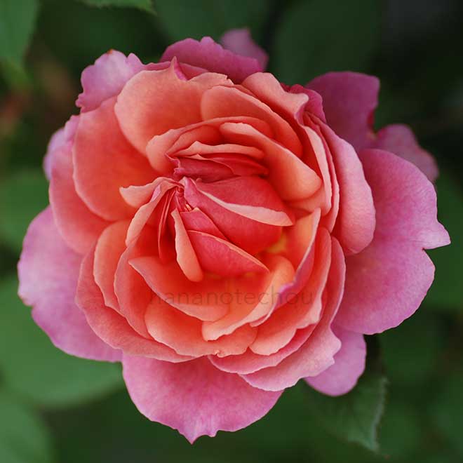 バラ ラデュレ｜花の手帖の薔薇図鑑