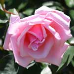 バラ レディ マリー フィッツウィリアム｜花の手帖の薔薇図鑑