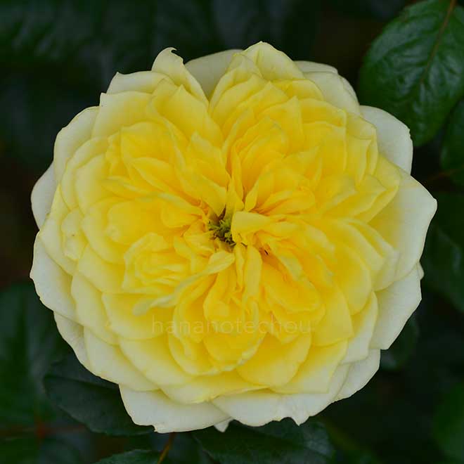 バラ ラ フォンテーヌ｜花の手帖の薔薇図鑑