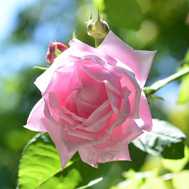 バラ つる ラ フランス｜花の手帖の薔薇図鑑